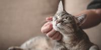 gray cat with eyes closed, being scratched under chin by owner