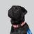 black labrador retriever named Lou 