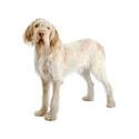 Spinone Italiano