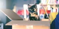 brown and black cat in a cardboard box