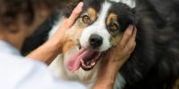 dueño juega con un perro negro, blanco y marrón