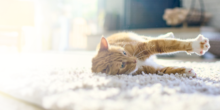 kitten laying on carpet in the sun