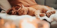 un gato naranja durmiendo sobre un sofá