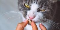 Senior cat being given a supplement by owner