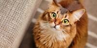 fluffy cat sitting on floor looking up into camera