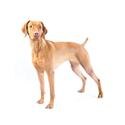 Vizsla