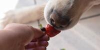 Dogs Eat Strawberries Hero