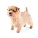 Norfolk Terrier