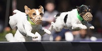 Two Jack Russel Terriers jumping over a hurdle during Jack Russel Races