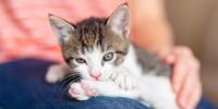 Healthy kitten sitting in owner's lap