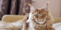 How to Handle Territorial Aggression in Cats