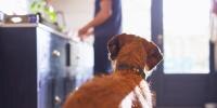 brown dog looking on as owner prepares ham on counter