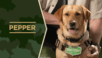 Service Dog Salute Pepper