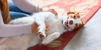 A dog on the floor getting tummy rubs