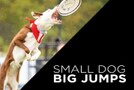 smalldogbigjumps
