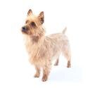 Australian Terrier