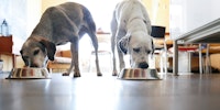 two dogs eating out of silver dog bowls
