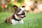 happy dog laying in grass ck23 unld