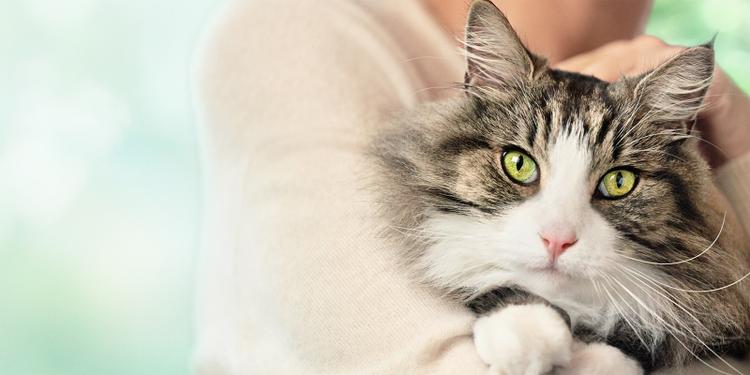 A cat lying on a person's shoulder