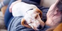 A brown and white dog taking a nap with a person