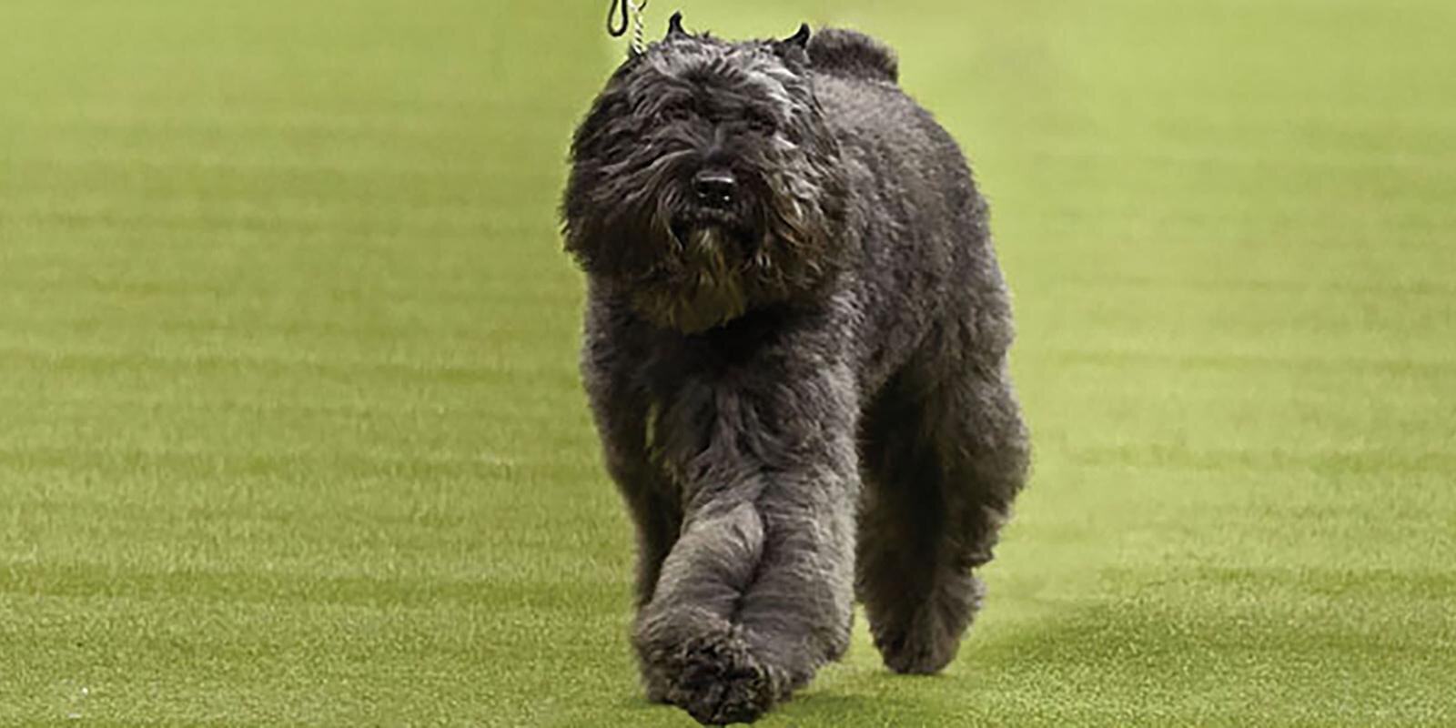 Herding Group Westminster Dog Show Purina