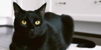 Un gato negro mirando a la cámara