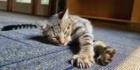 striped cat clawing at carpet