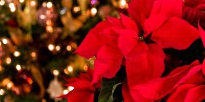 Poisonous houseplants for dogs