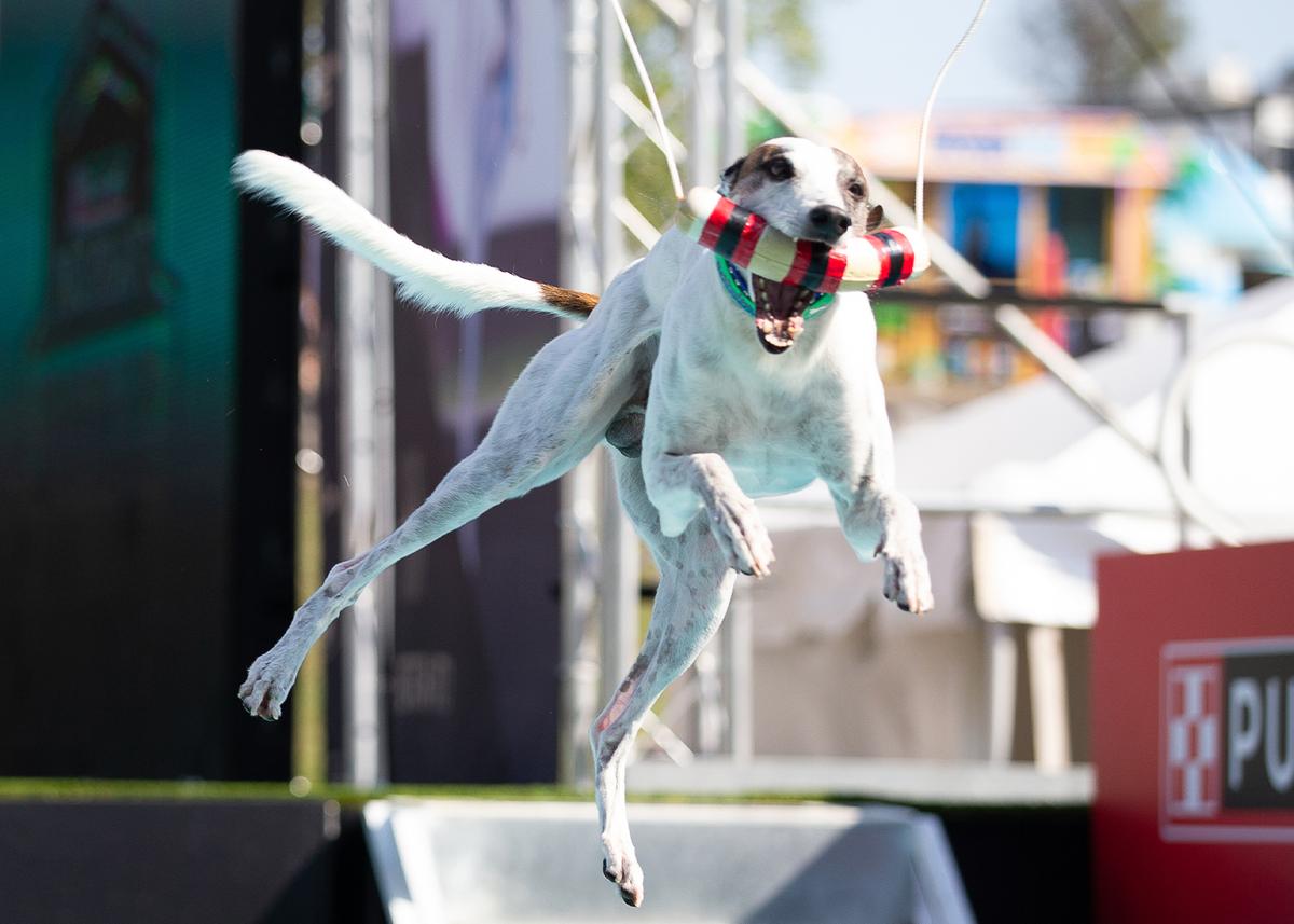 Incredible Dog Challenge Purina US