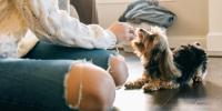 Owner calming her dog anxiety