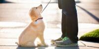 Un cachorro está mirando a su dueño