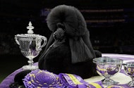 Dog with trophy