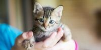 Un pequeño gatito sostenido con las manos