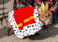 a dog wearing a king costume for the pet parade