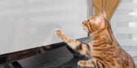 gato con manchas viendo la televisión