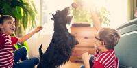 two children playing keep away with black scottie dog