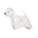 West highland white terrier