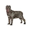 Neapolitan Mastiff