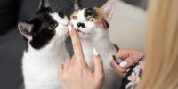 dos gatos siendo alimentados con puré de cerdo por el dueño