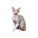 Devon rex