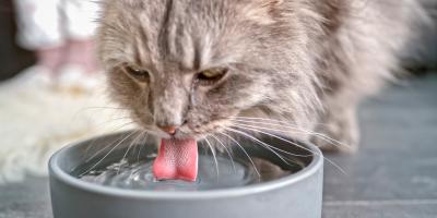 cat is drinking