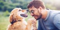A man shaking hands with a Golden Retriever