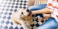 person sitting in chair petting a golden retriever