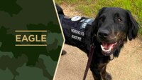 Service Dog Eagle