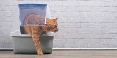 cat litter box tips hero