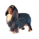 English Toy Spaniel