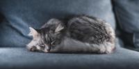 Gato gris durmiendo en el sofá azul