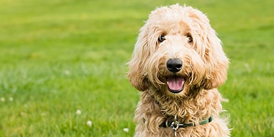 Goldendoodle in grass
