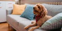 doodle laying on gray couch
