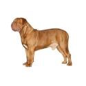 Dogue de Bordeaux